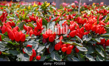 Von Ripe Red Bird Eye chili Sträucher Feld Stockfoto