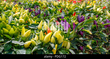 Reif Violett und Yellow Bird Eye chili Sträucher Stockfoto