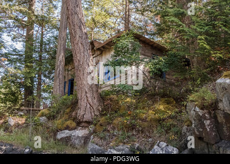 Eine kleine Holzhütte mit blauen Fensterrahmen ist in einem Douglas fir Wald auf einem felsigen Hügel an der Küste British Columbia (Ansicht von unten) eingebettet. Stockfoto