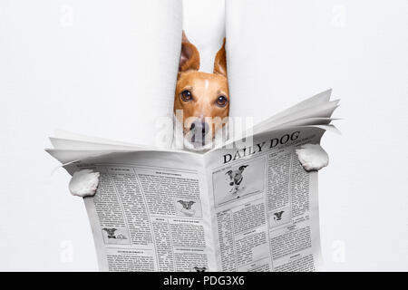 Cool funny jack Russell hund Lesen einer Zeitung Zeitschrift Stockfoto