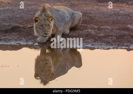 Was für eine Art, den Tag zu beginnen, prächtige Junger Löwe am Wasserloch, Madikwe, Südafrika. Eine von fünf Löwen in der Stolz. Stockfoto