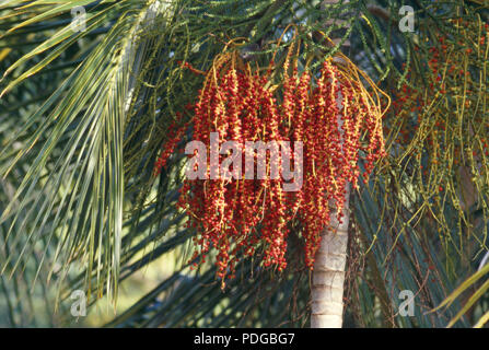 Termine hängen von einem Palm, Punta Quepos, Costa Rica. Foto Stockfoto