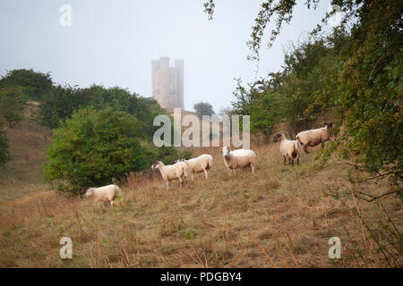 Broadway Tower im Sommer morgens Nebel mit Schafherde Stockfoto