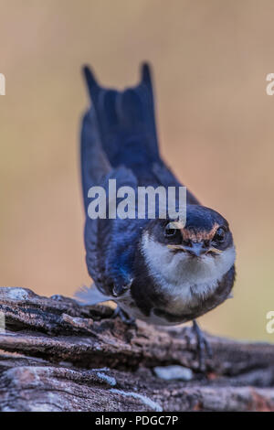 Weiße-throated Schwalbe Stockfoto