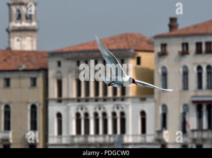 Mediterranean Gull; ichthyaetus Melanocephalus; Fliegen; Canale della Giudecca, Venedig, Italien Stockfoto