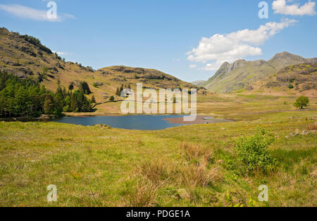 Blick über Blea Tarn in Richtung Langdale Pikes im Sommer Lake District National Park Cumbria England Großbritannien GB Großbritannien Stockfoto