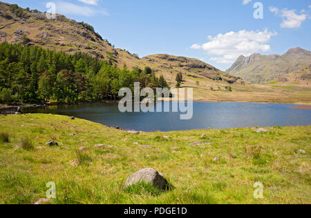 Blick über Blea Tarn in Richtung Langdale Pikes im Sommer Lake District National Park Cumbria England Großbritannien GB Großbritannien Stockfoto