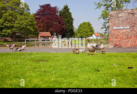 Gänse und Gänschen im Dorf Teich im Frühjahr Bischof Burton in der Nähe von Beverley East Yorkshire England UK Vereinigtes Königreich GB Grossbritannien Stockfoto