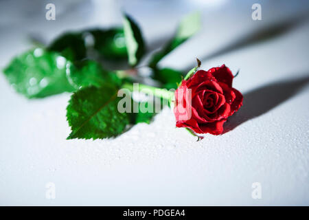Wunderschöne Rose zum Valentinstag als Symbol der Liebe für eine schöne edle Dame Stockfoto