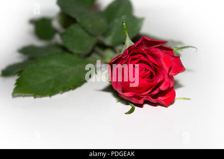 Rote Rose für einen romantischen Valentinstag auf weißem Hintergrund für konzept mit Platz für Text copyspace Stockfoto