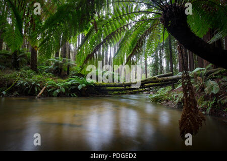 Kalifornische Redwood Forest Stockfoto