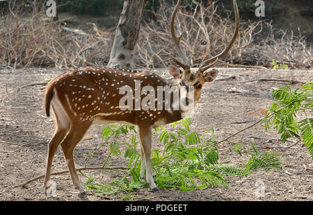 Indische Hirsche genannt Chital in der Heimat von Purulia, West Bengal von Indien. Spotted Deer mit langen geweih zu Fuß Stockfoto