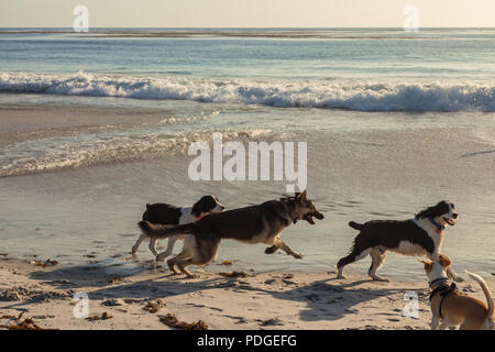 Hunde spielen auf dem Carmel Beach, Carmel-by-the-Sea, California, United States Stockfoto