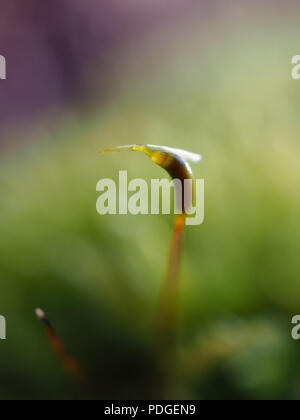 Makroaufnahme einer moss Sporophyt Stockfoto