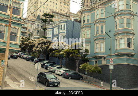 Blühende Schnee-im-sommer Baum (Melaleuca linarifolia) und Strukturen in San Francisco, Kalifornien, USA. Stockfoto
