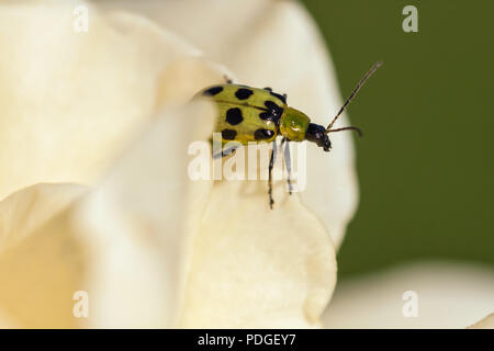 Gefleckten Gurke Käfer (Diabrotica undecimpunctata) auf eine Rosenblüte Stockfoto