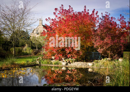 Herbst Tönungen in einen Englischen Garten mit Reflexionen von bunten Cotinus Bäume im November Stockfoto