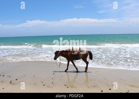 Riderless horse am Strand Stockfoto