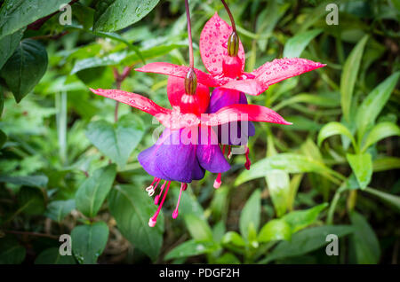 Blumen von Hardy Fuchsia Frau Canescens im Oktober und wird weiterhin blühen bis zum ersten Frost im Englischen Garten Stockfoto