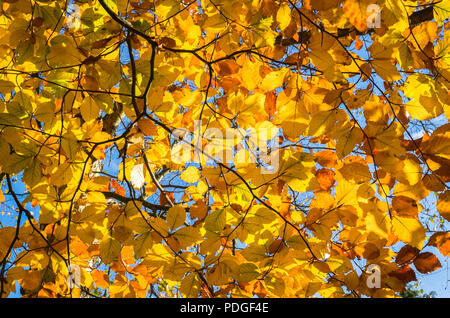 Eine Überdachung der goldenen Blätter auf einer ausgereiften Buche im späten Herbst in einen Englischen Garten Stockfoto