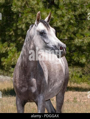 Kopf geschossen von einem schönen grauen Arabian Horse Mare an der Freiheit mit einem Wald Hintergrund Stockfoto