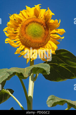 Atemberaubende riesige gelbe Sonnenblumen gegen einen strahlend blauen Himmel Stockfoto