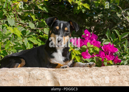 Adorable lächelnd alten doxie-pin Hund gestellt auf einem Felsen vor einem magenta Bougainvillea Busch Stockfoto