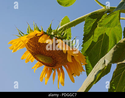 A FADING riesen Sonnenblume hängend auf das Gewicht der Samen gegen einen klaren blauen Himmel Stockfoto