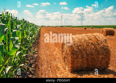 Kornfeld und rollte Heuballen auf sonnigen Sommertag Stockfoto