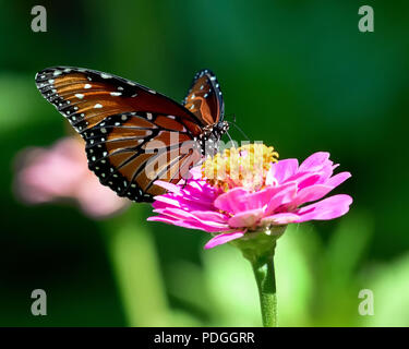 Nahaufnahme von Queen Butterfly Fütterung auf Rosa Zinnia Blume Stockfoto