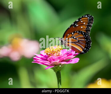 Queen Butterfly Profil auf Rosa Zinnia Stockfoto