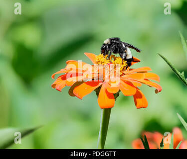 Nahaufnahme von Honeybee Fütterung in Orange Blume Stockfoto