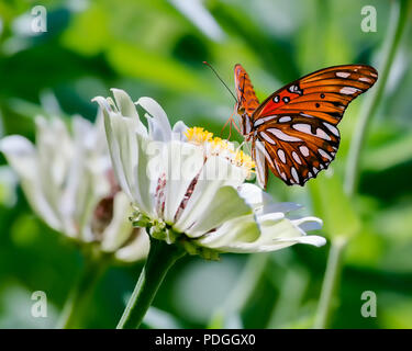 Golf Fritillaryschmetterling auf White Zinnia Stockfoto