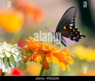 Pipevine Schwalbenschwanz Schmetterling Stockfoto