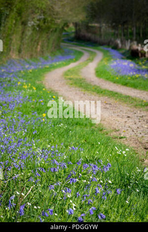 Blühende gemeinsame Bluebell - Hyacinthoides non-scripta - Neben einer gewundenen Straße in einen Wald im Frühjahr Stockfoto