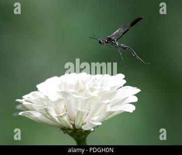 Schlamm Daubers im Flug über einem weißen Zinnia Blume Stockfoto