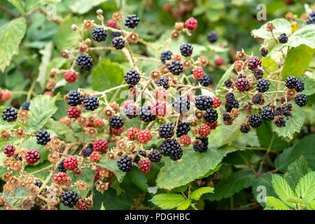 Brombeeren Reifen am Dornbusch Zweig Stockfoto