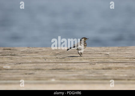 Juvenile Pied Wagtail Vogel weg gehen auf einem Holzsteg Stockfoto