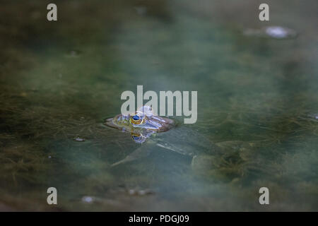 Amerikanische Ochsenfrosch (Lithobates catesbeianus) von Otero County, Colorado, USA. Stockfoto