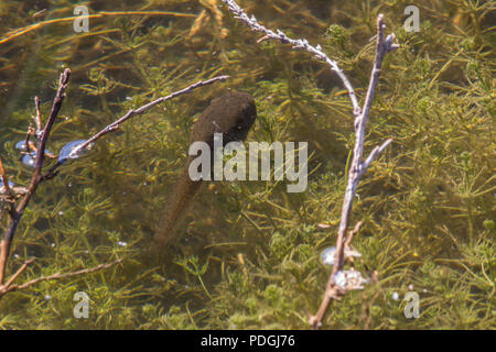 Amerikanische Ochsenfrosch (Lithobates catesbeianus) von Otero County, Colorado, USA. Stockfoto