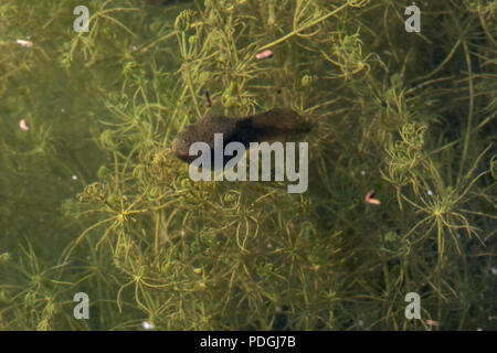 Amerikanische Ochsenfrosch (Lithobates catesbeianus) von Otero County, Colorado, USA. Stockfoto