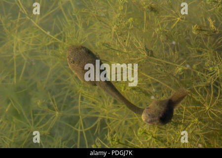 Amerikanische Ochsenfrosch (Lithobates catesbeianus) von Otero County, Colorado, USA. Stockfoto