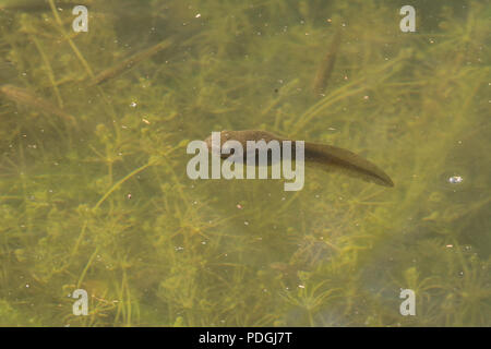 Amerikanische Ochsenfrosch (Lithobates catesbeianus) von Otero County, Colorado, USA. Stockfoto