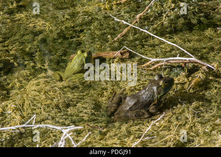 Amerikanische Ochsenfrosch (Lithobates catesbeianus) von Otero County, Colorado, USA. Stockfoto