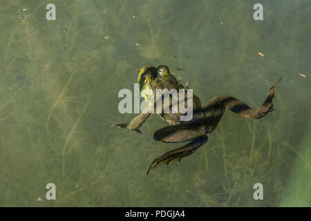 Amerikanische Ochsenfrosch (Lithobates catesbeianus) von Otero County, Colorado, USA. Stockfoto