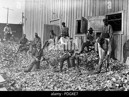 Auster Shuckers am Apalachicola, Florida Diese Arbeit wird von vielen jungen während der anstrengenden Jahreszeiten, Januar 1909 geweitermacht Stockfoto