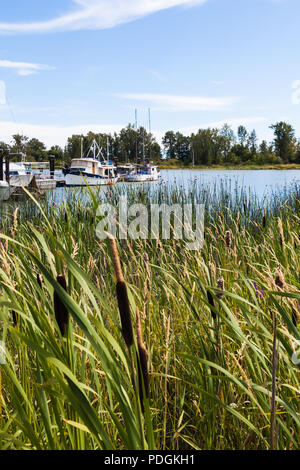 Rohrkolben wächst an den Ufern des Fraser River in Steveston, British Columbia. Stockfoto