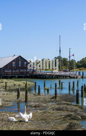 Gefiederpflege Schwäne im Gezeiten Marsh am Ufer des Fraser River in Steveston, British Columbia. Stockfoto