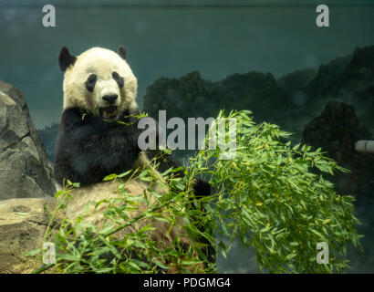 Ein riesenpanda Ailuropoda Lalage cub Kauen von Blättern im Display Stockfoto