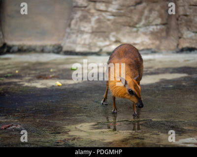 Mehr Maus - Rotwild tragulus napu Spaziergänge rund um einen nassen Rocky plain Stockfoto